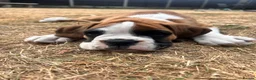 Boxer dogs for sale: Gorgeous litter of boxer puppies 🐶  - Advert 2