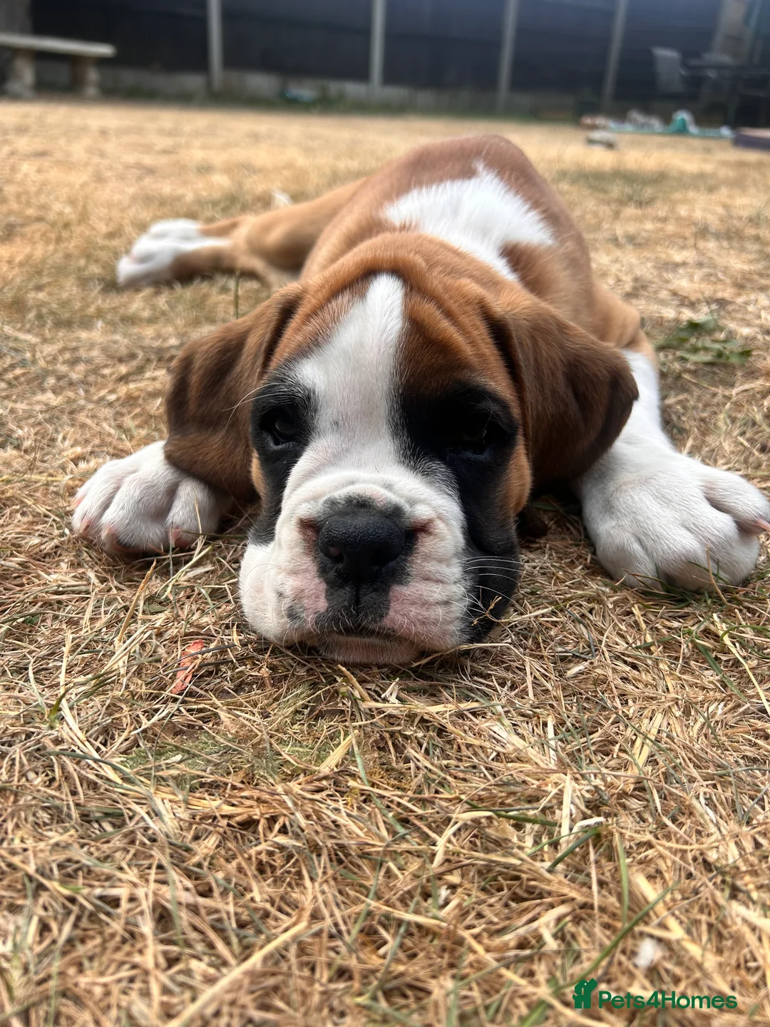 Boxer dogs for sale: Gorgeous litter of boxer puppies 🐶  - Advert 2