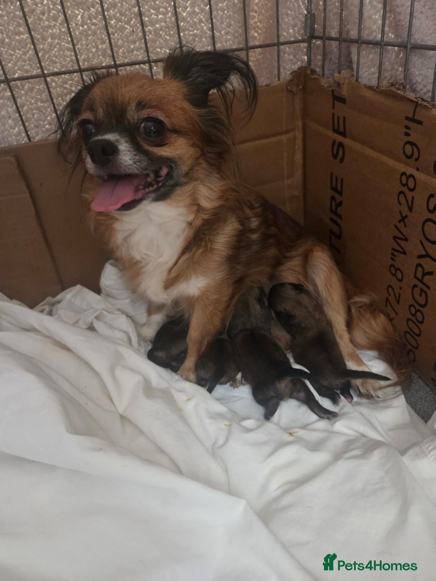 Chihuahua dogs Chihuahuas looking for their forever homes.  - Advert 1