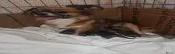 Chihuahua dogs for sale: Chihuahuas looking for their forever homes.  in Teddington - Advert 1