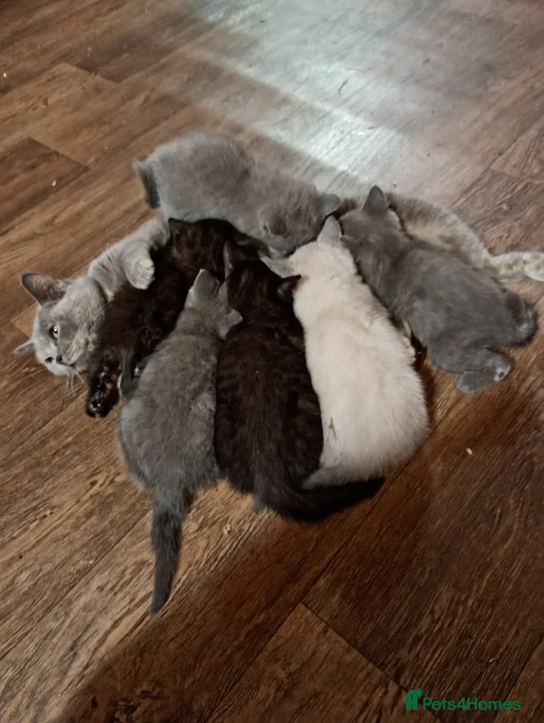 British Shorthair cats for sale: Full British Shorthair kittens - Advert 3