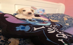 Mixed Breed dogs for sale: Cocker Spaniel Puppies – 4 Weeks Old - reserve now - Advert 28