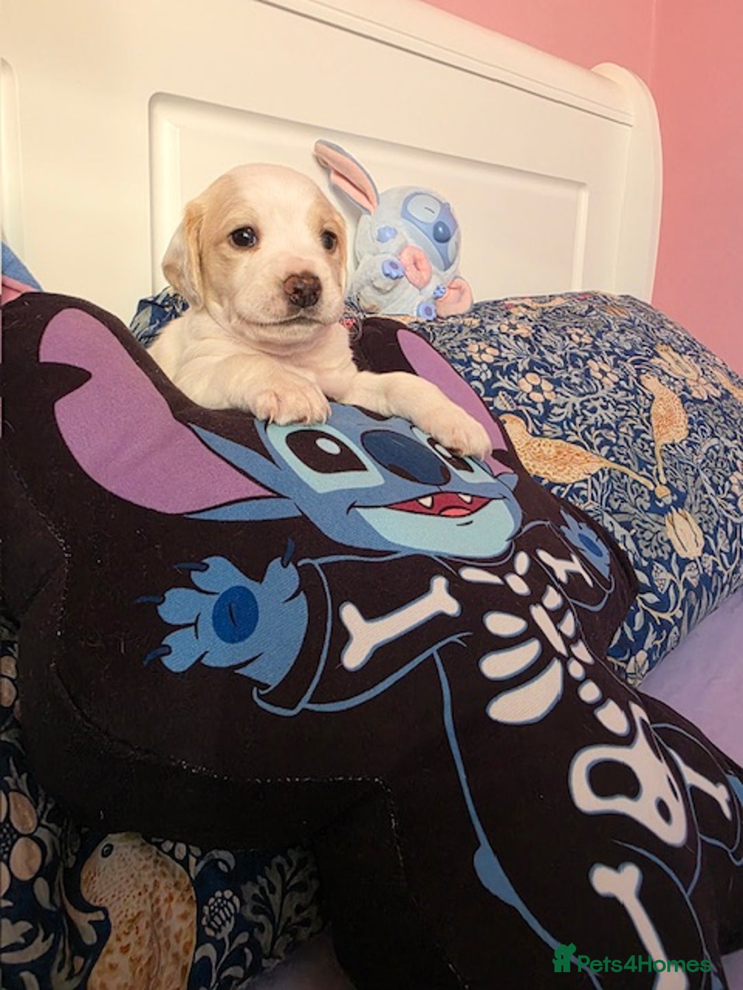 Mixed Breed dogs for sale: Cocker Spaniel Puppies – 4 Weeks Old - reserve now - Advert 28