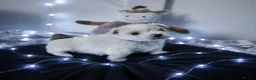 Maltese dogs for sale: 🐶4 Beautiful Maltese Puppies – 3 Boys & 1 Girl - Advert 22