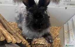 English Lop rabbits for sale: Angora Female bunny and male angora / lop mix  - Image 3