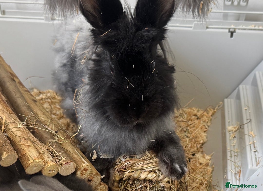 English Lop rabbits for sale: Angora Female bunny and male angora / lop mix  - Image 3