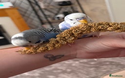 Budgerigars birds for sale: Male & female budgies (selling together) - Image 3