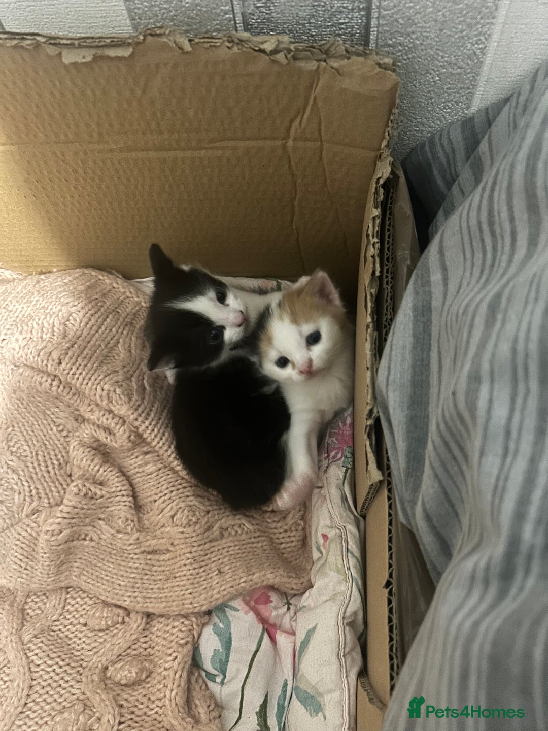 Mixed Breed cats for sale: Beautiful Tortie Female kitten  - Image 13
