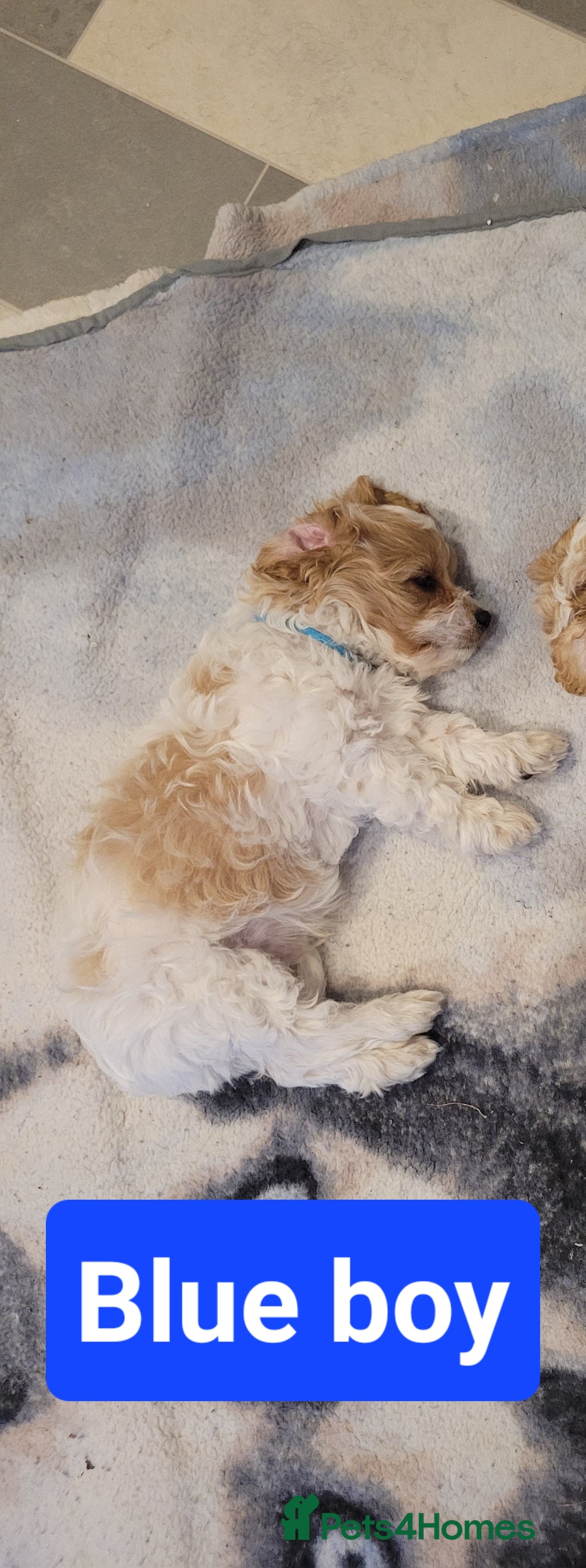 Mixed Breed dogs for sale: Gorgeous Cavapoochon Puppies - Image 1