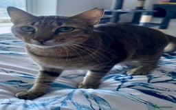 Arabian Mau cats for adoption: Kevin & Minnie  - Image 2