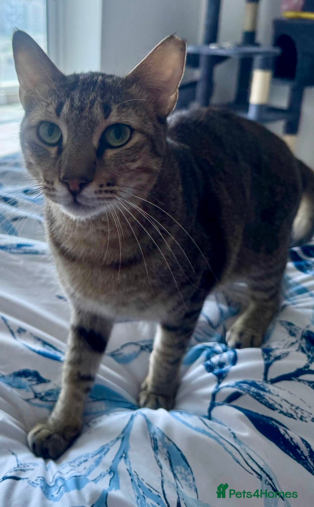 Arabian Mau cats for adoption: Kevin & Minnie  - Image 2
