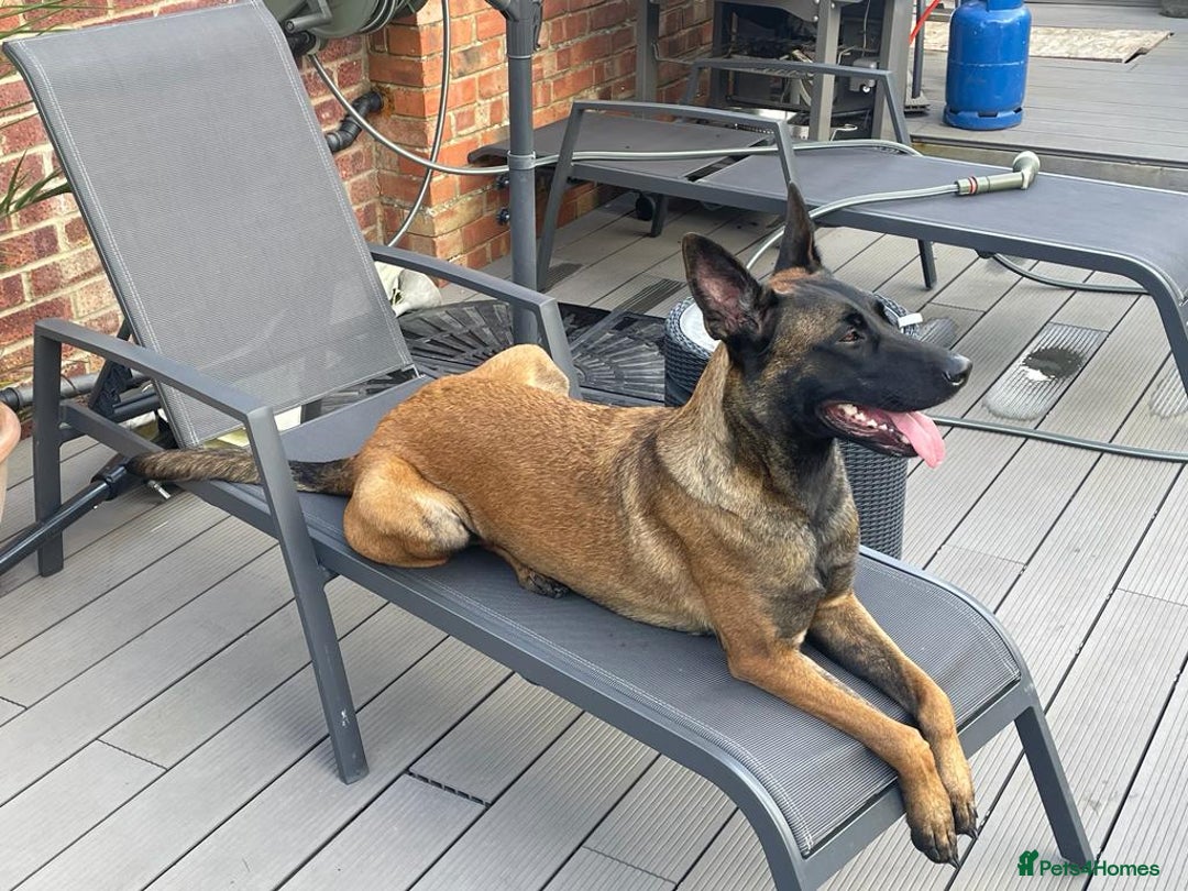 Belgian Shepherd Dog dogs for sale: Belgian Malinois x Dutch - Female 4 Yrs - Image 3