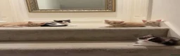 Maine Coon cats for sale: Mainecoon  - Advert 2