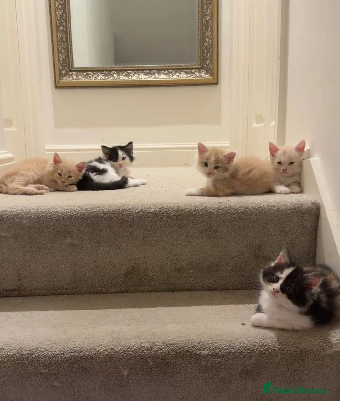 Maine Coon cats for sale: Mainecoon  - Advert 2