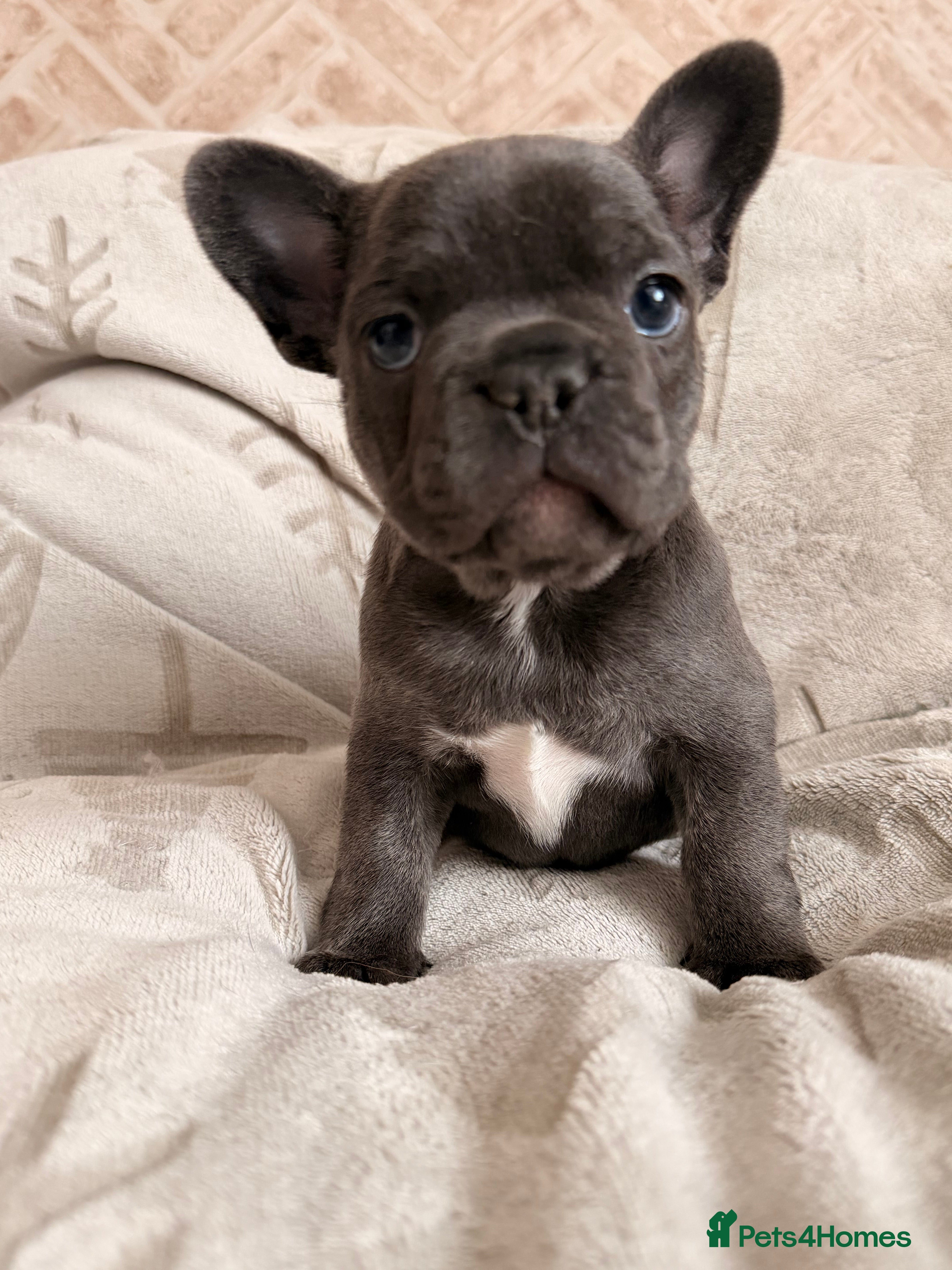 French Bulldog dogs Dwkc registered french bull dog puppies - Advert 1