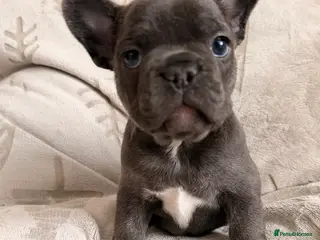 French Bulldog dogs Dwkc registered french bull dog puppies - Advert 1