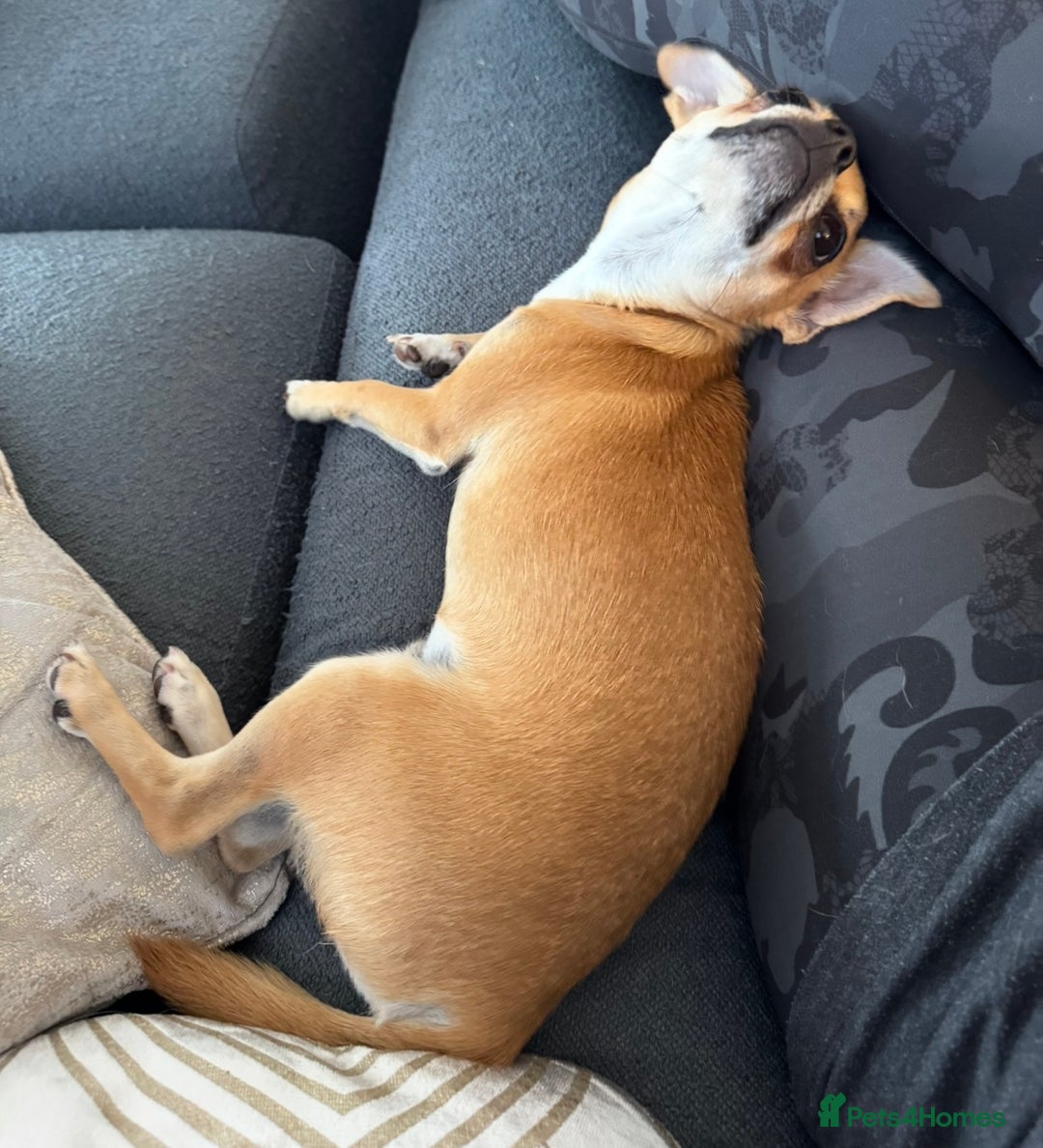 Chihuahua dogs for sale: Beautiful sweet Chihuahua for sale  - Image 3