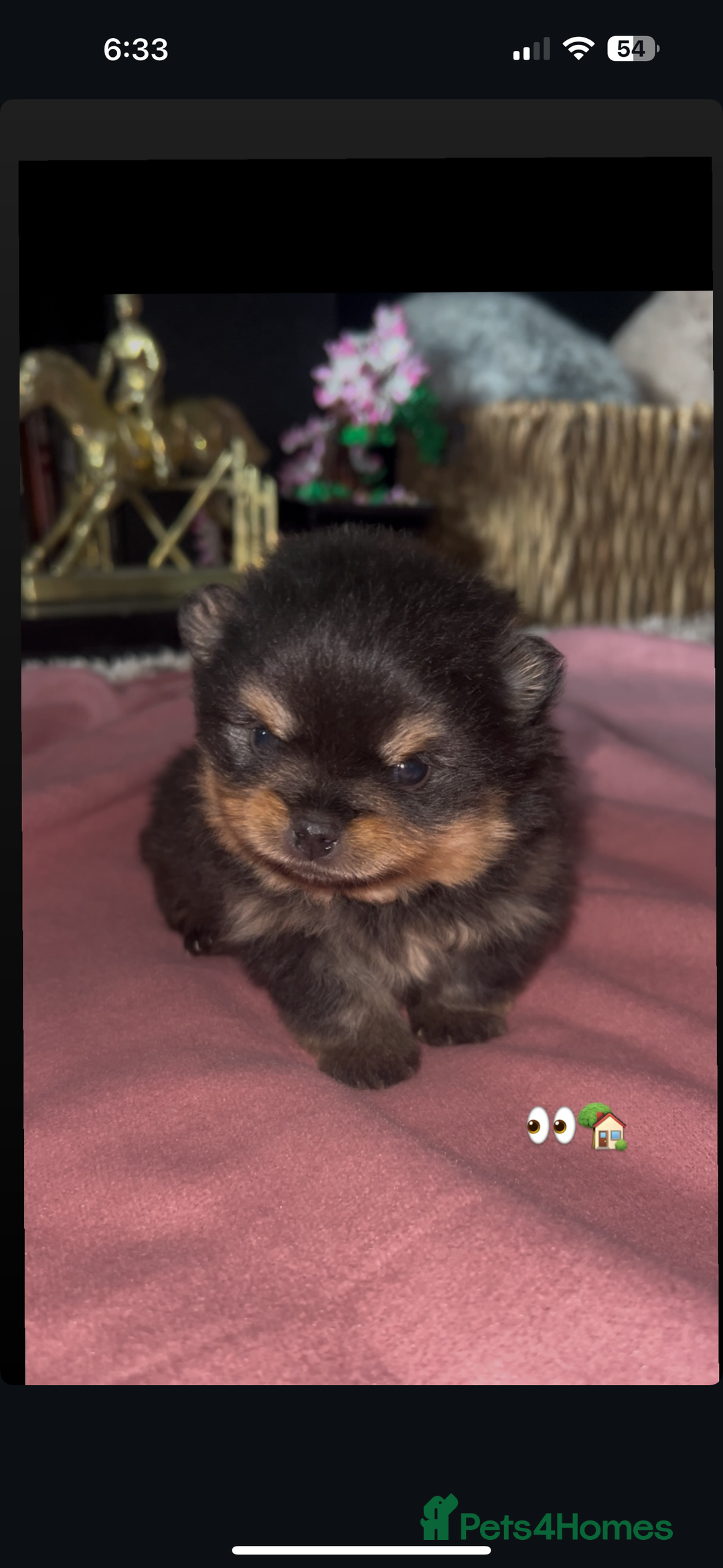 Pomeranian dogs for stud: Pomeranian stud Gypsy king  - Image 5