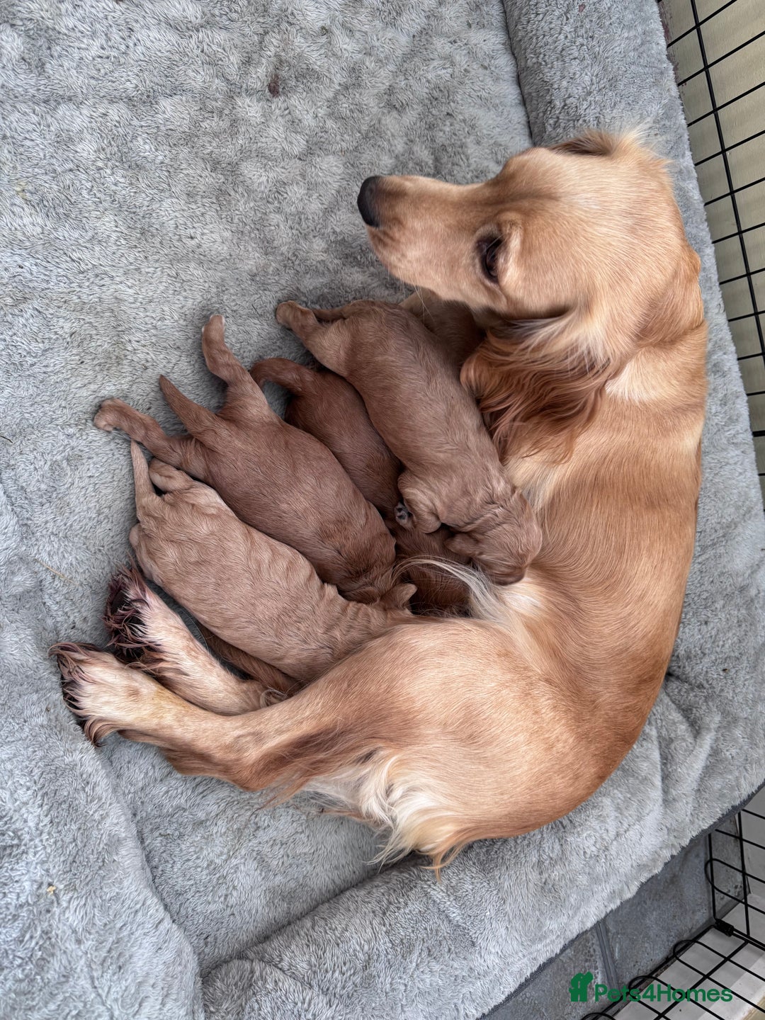Cockapoo dogs for sale: Beautiful F1 Cavapoo pups  - Image 6