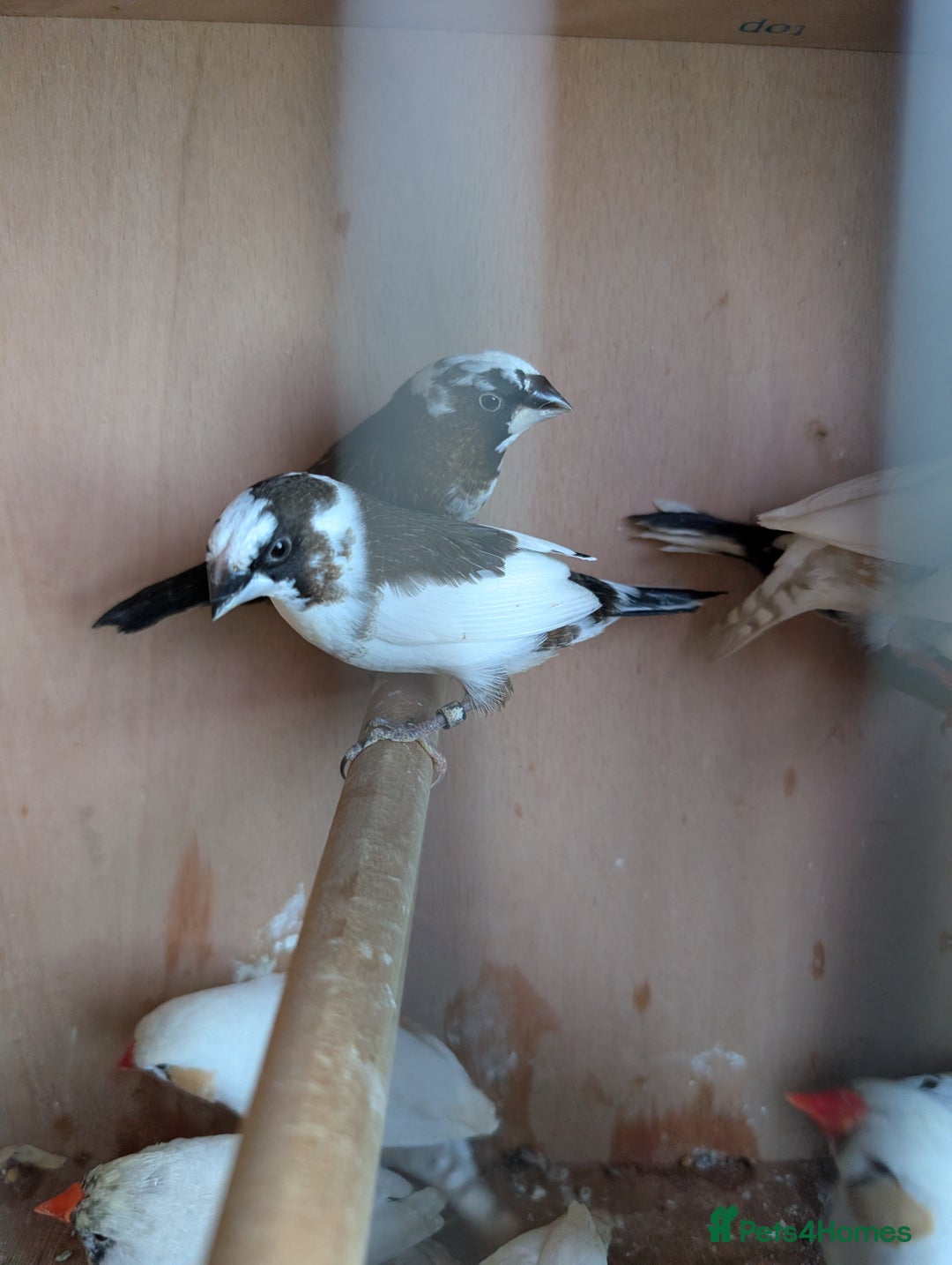 Budgerigars birds for sale: Baby budgies and starter cage ( Finchs also ) - Advert 5