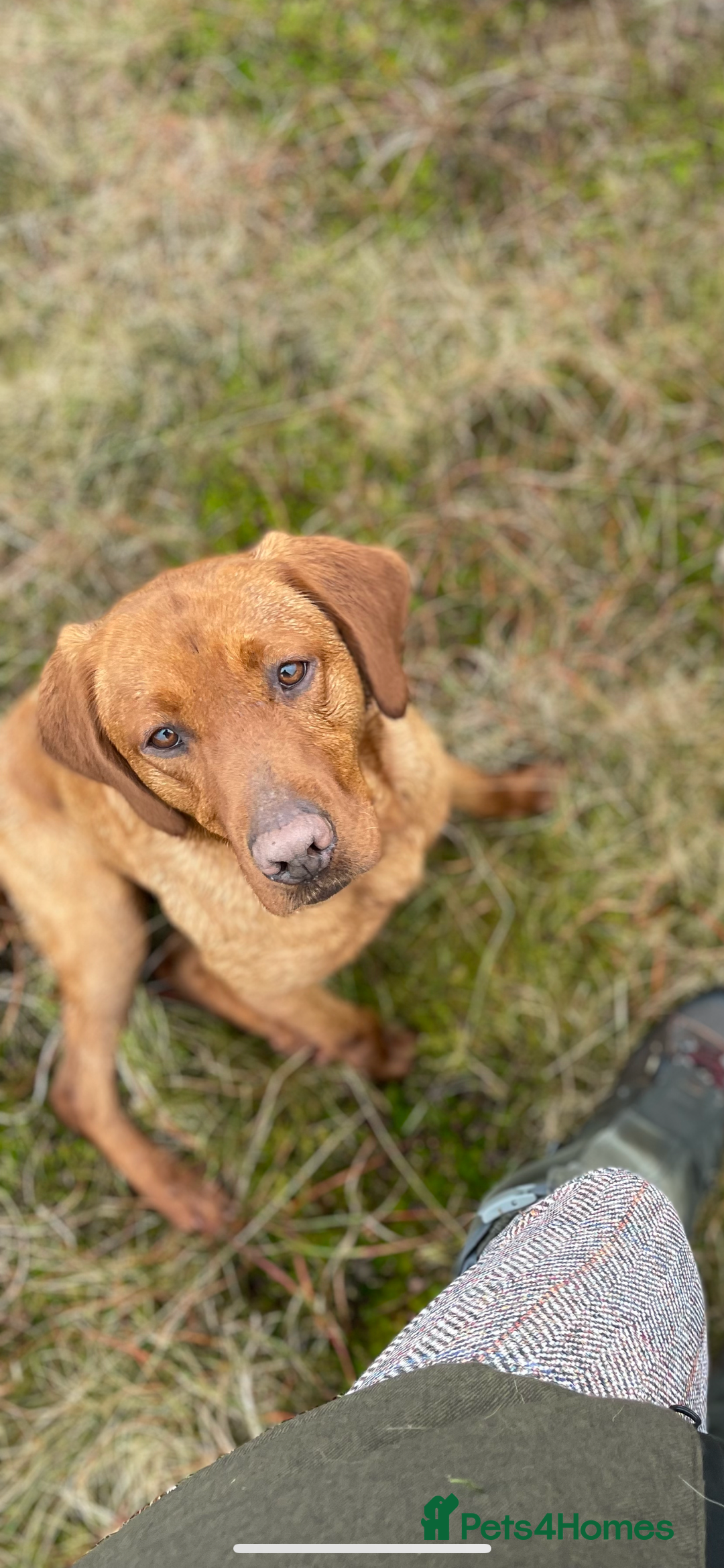 Mixed Breed dogs for sale: Hungarian Vizsla - Image 6