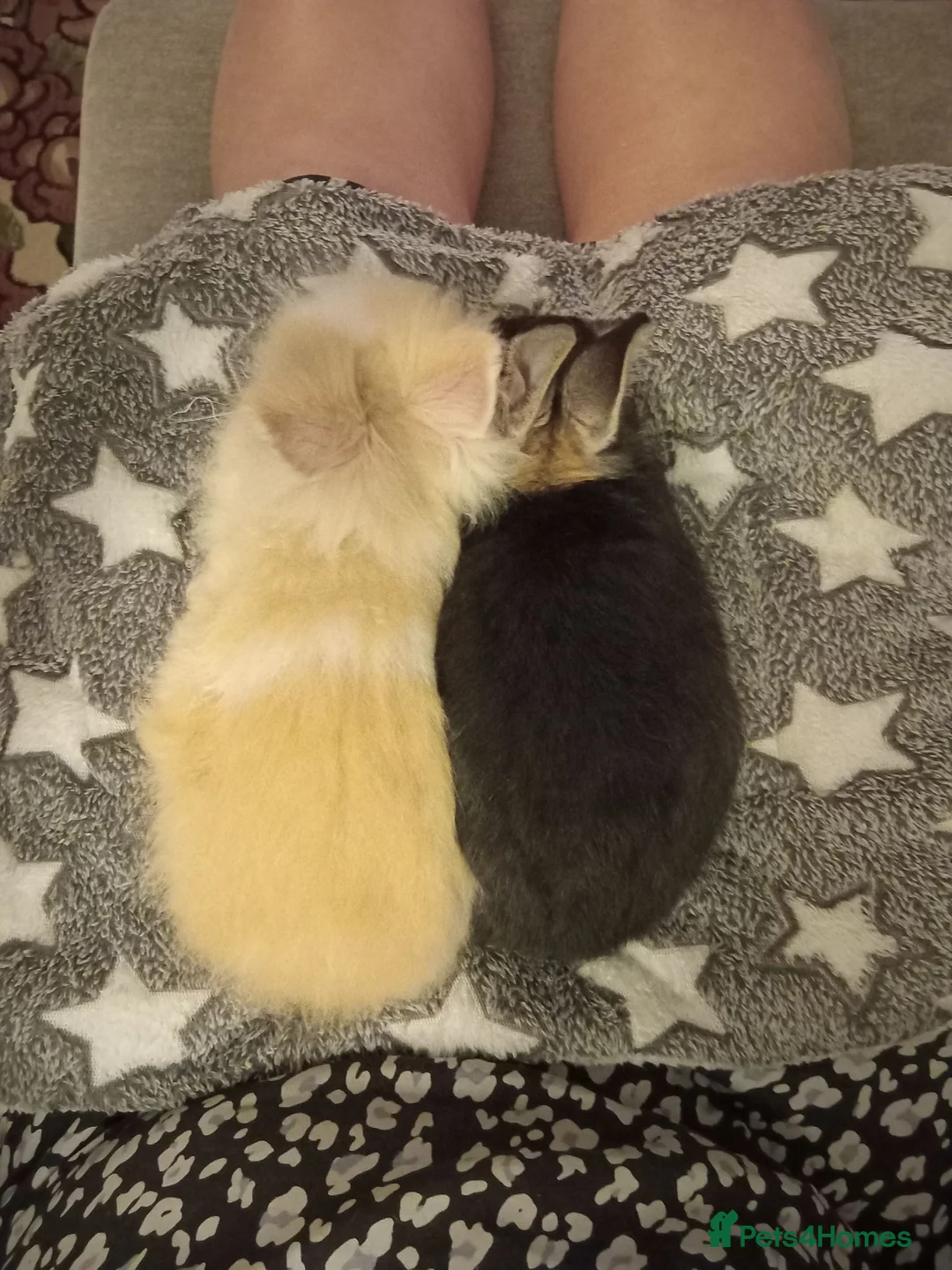 Netherland Dwarf rabbits for sale: Two male rabbits, bonded pair in Machynlleth - Advert 2