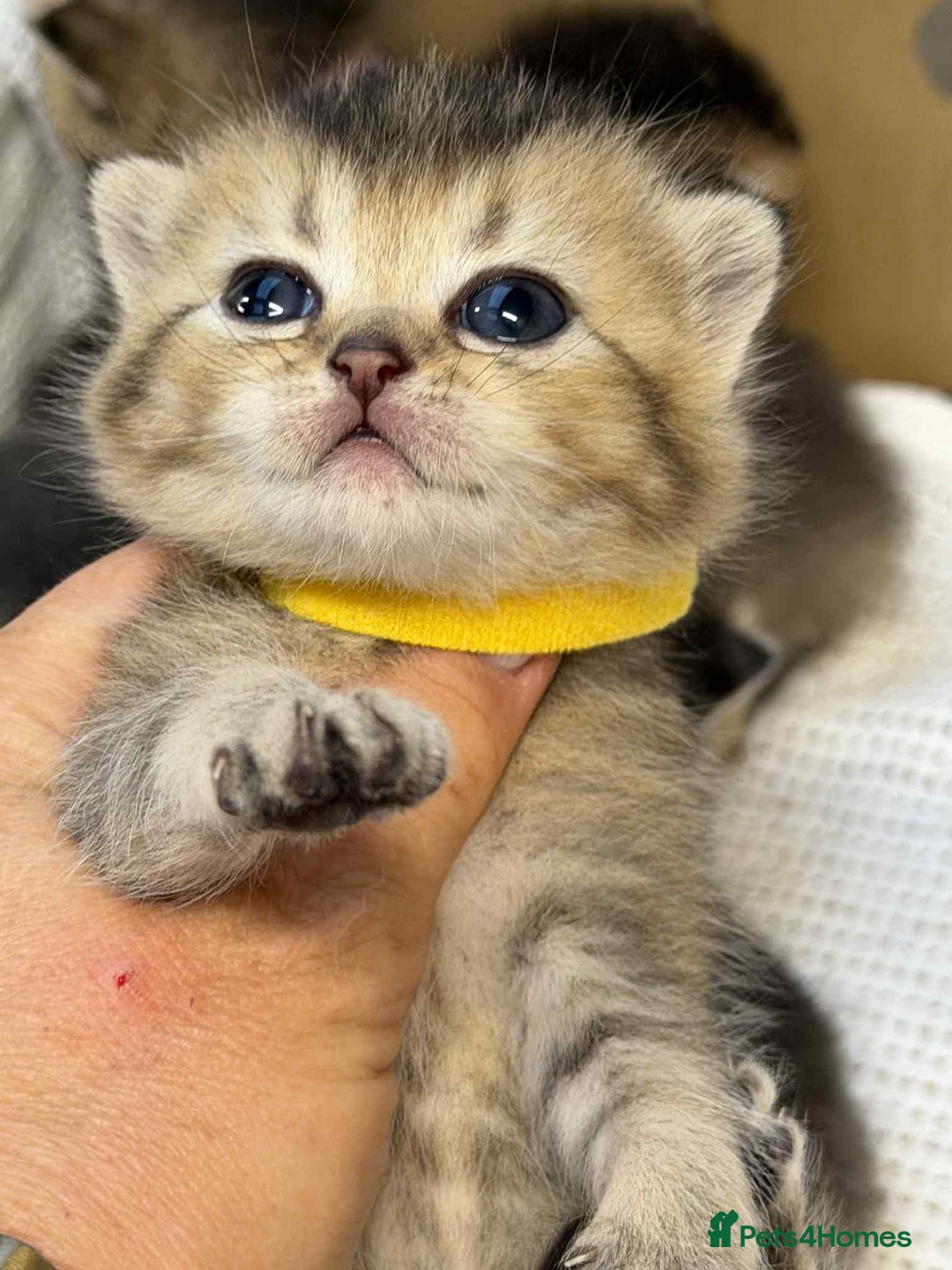 British Shorthair cats for sale: Lovely British Shorthair Golden TiCA - Image 6
