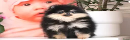 Pomeranian dogs for sale: KC Beautiful Pomeranian Puppies  - Advert 6