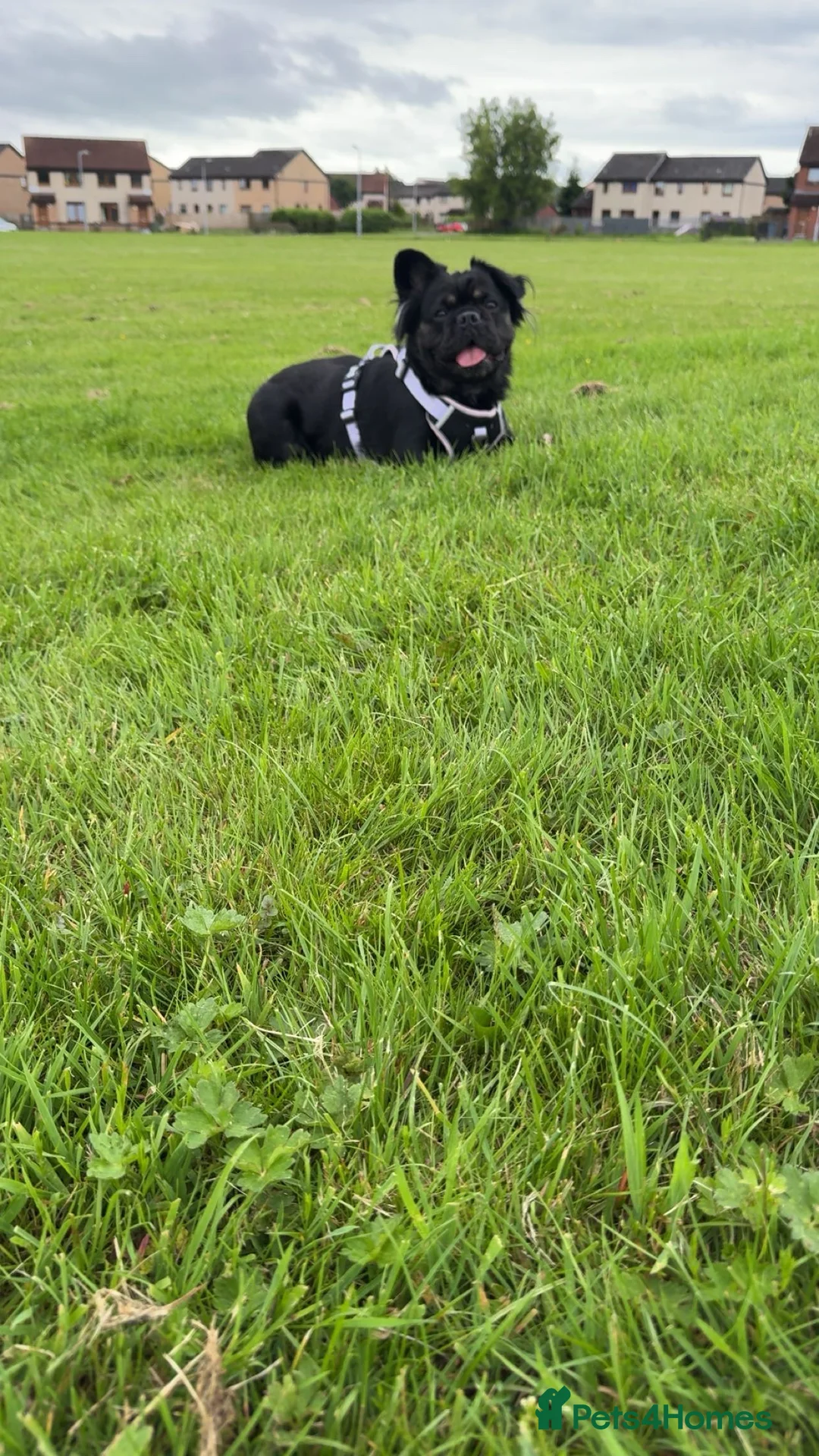 French Bulldog dogs for sale: Fluffy Frenchie  - Advert 8