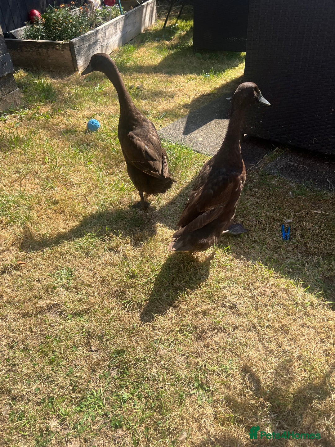 Mixed Breed birds for sale: Runner ducks - Image 1
