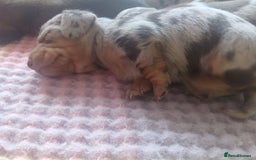 Miniature Dachshund dogs for sale: Minture dachshund puppies  - Image 21