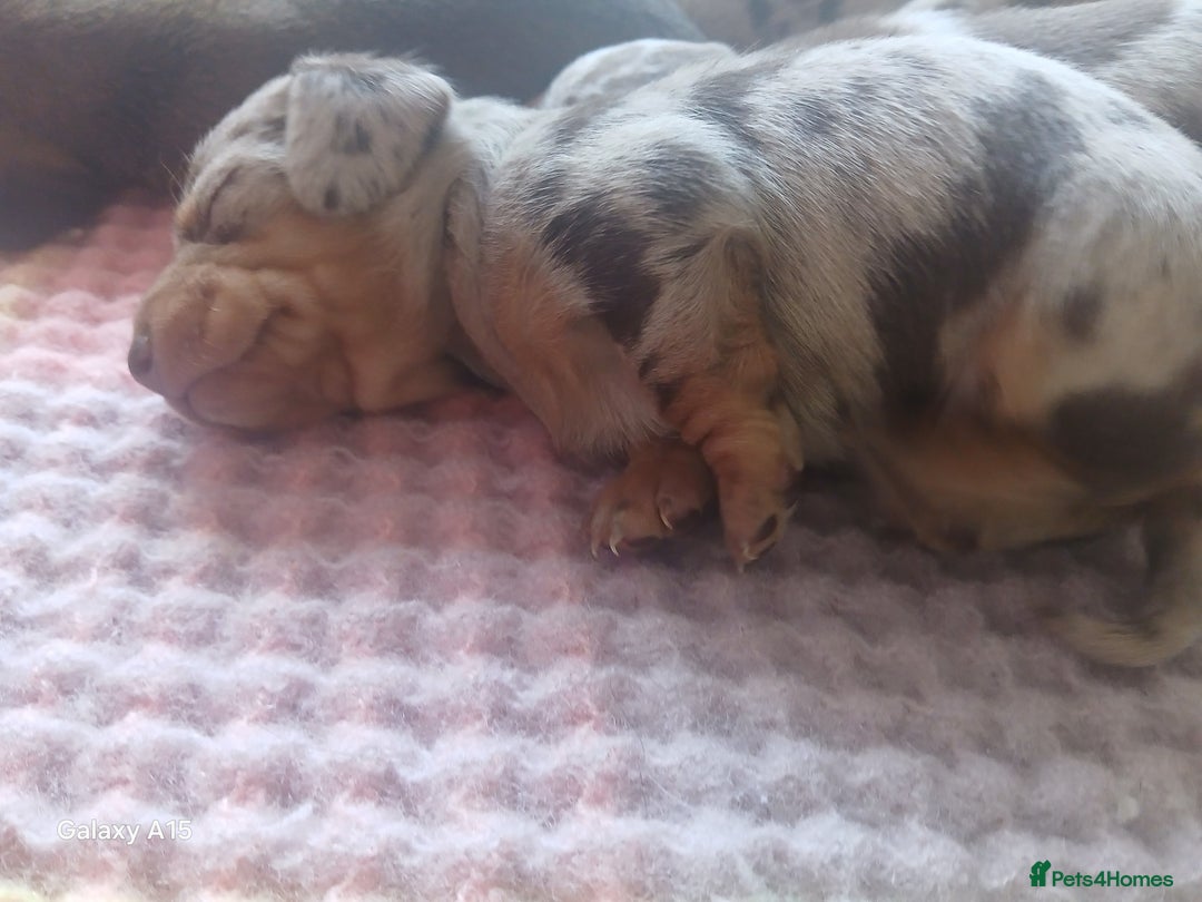 Miniature Dachshund dogs for sale: Minture dachshund puppies  - Image 21