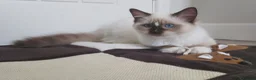Ragdoll cats for sale: RAGDOLLS SEAL POINT BICOLOUR GIRLS BLUE EYES  - Advert 3
