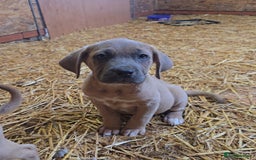 Cane Corso dogs for sale: Beautiful Cane Corso pups now available.  - Image 6