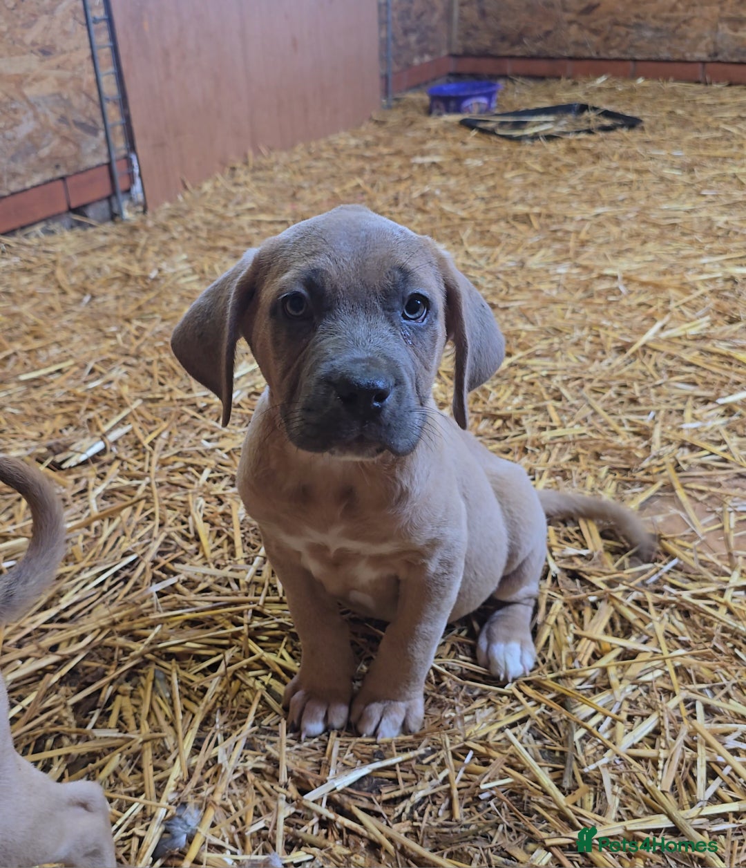 Cane Corso dogs for sale: Beautiful Cane Corso pups now available.  - Image 6