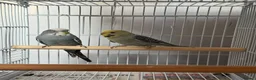 Budgerigars birds for sale: Breeding pairs budgies  - Advert 6
