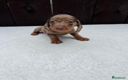 Miniature Dachshund dogs for sale: Dachshund puppies 5Boys  - Image 26