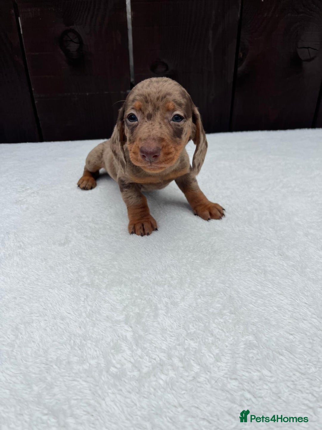 Miniature Dachshund dogs for sale: Dachshund puppies 5Boys  - Image 26