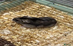 Hamster rodents for sale: Russian Dwarf Hamster for rehome - Image 3