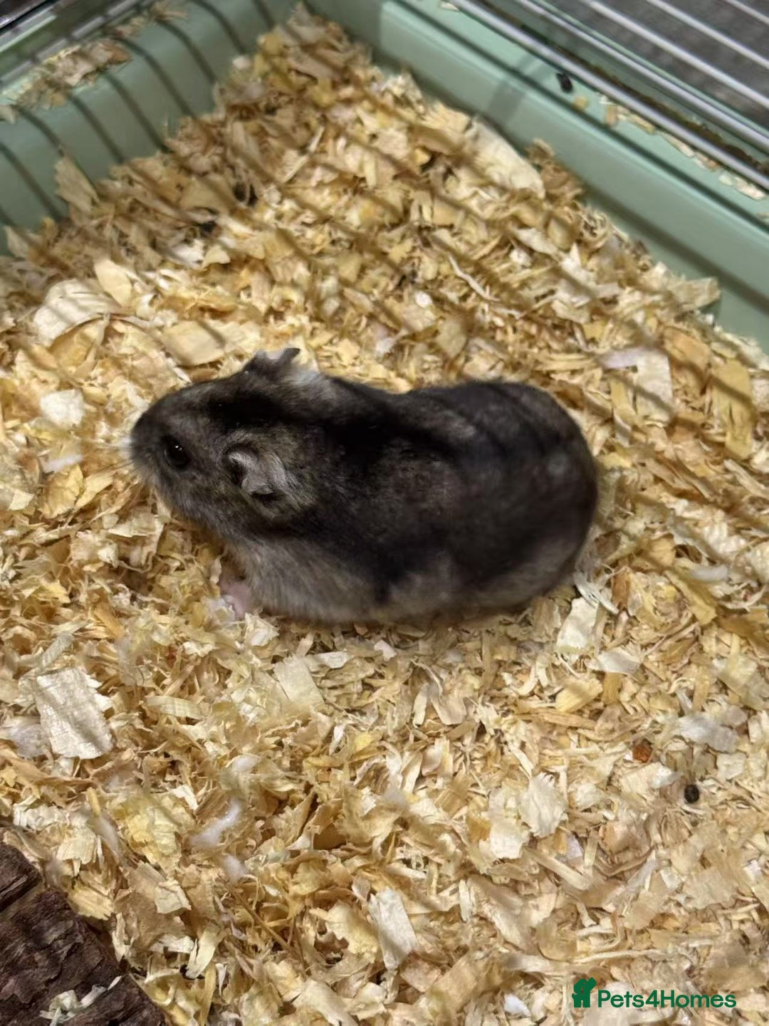Hamster rodents for sale: Russian Dwarf Hamster for rehome - Image 3