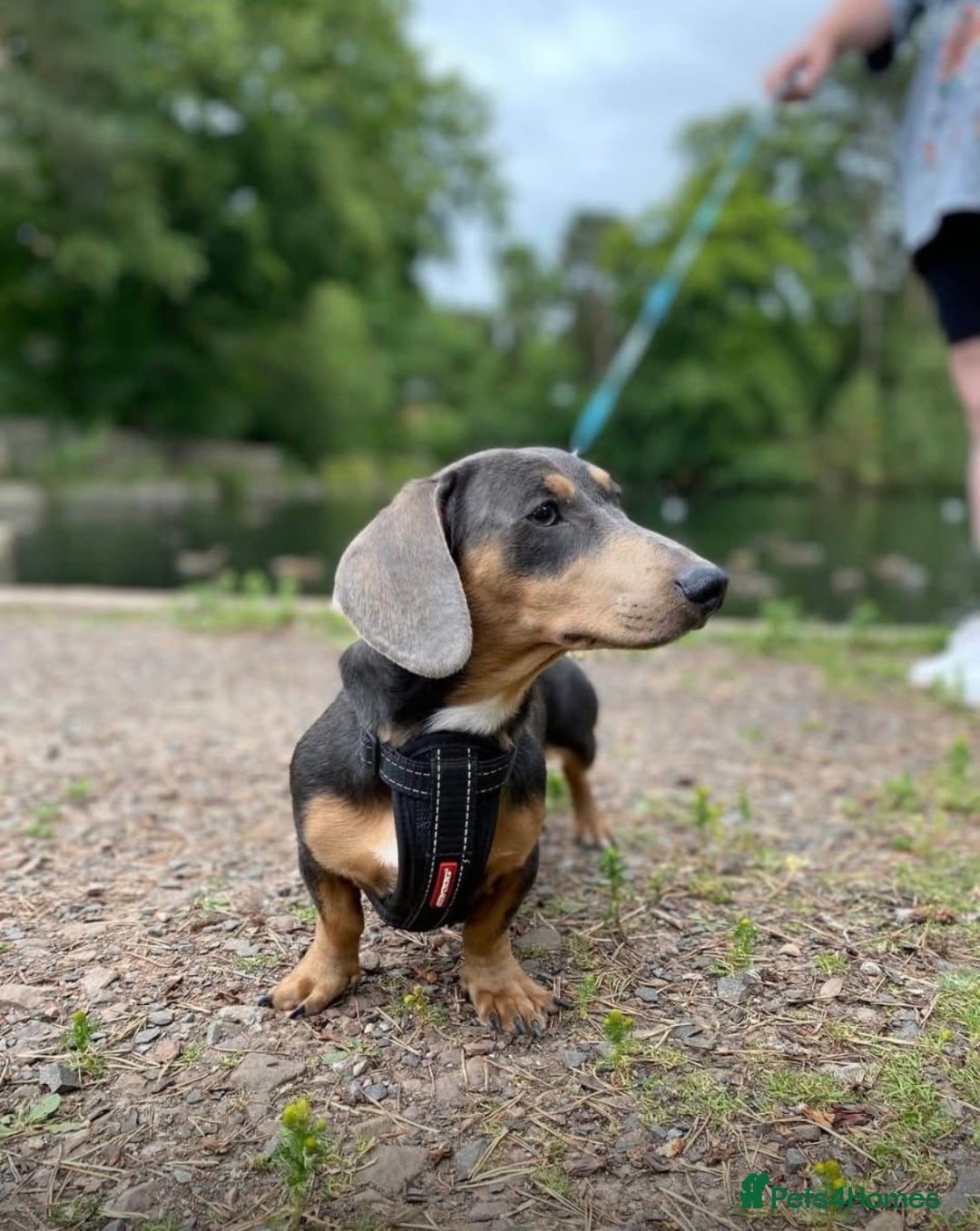 Miniature Dachshund dogs for stud: blue & tan mini dachshund stud carries pink  - Advert 2