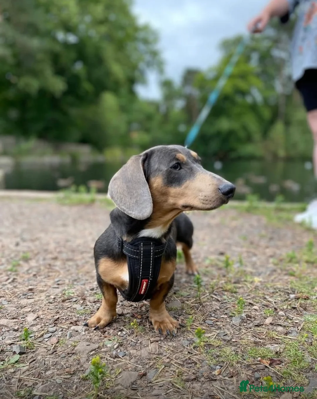 Miniature Dachshund dogs for stud: PINK CARRIER  - Advert 2