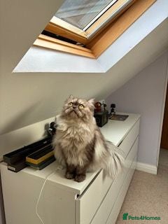 Persian cats Persian male cat mokey grey/beige - Advert 1