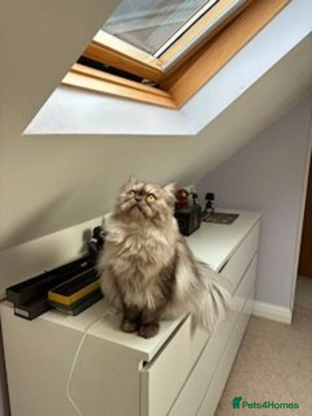 Persian cats for sale: Persian male cat mokey grey/beige in Uxbridge - Advert 1