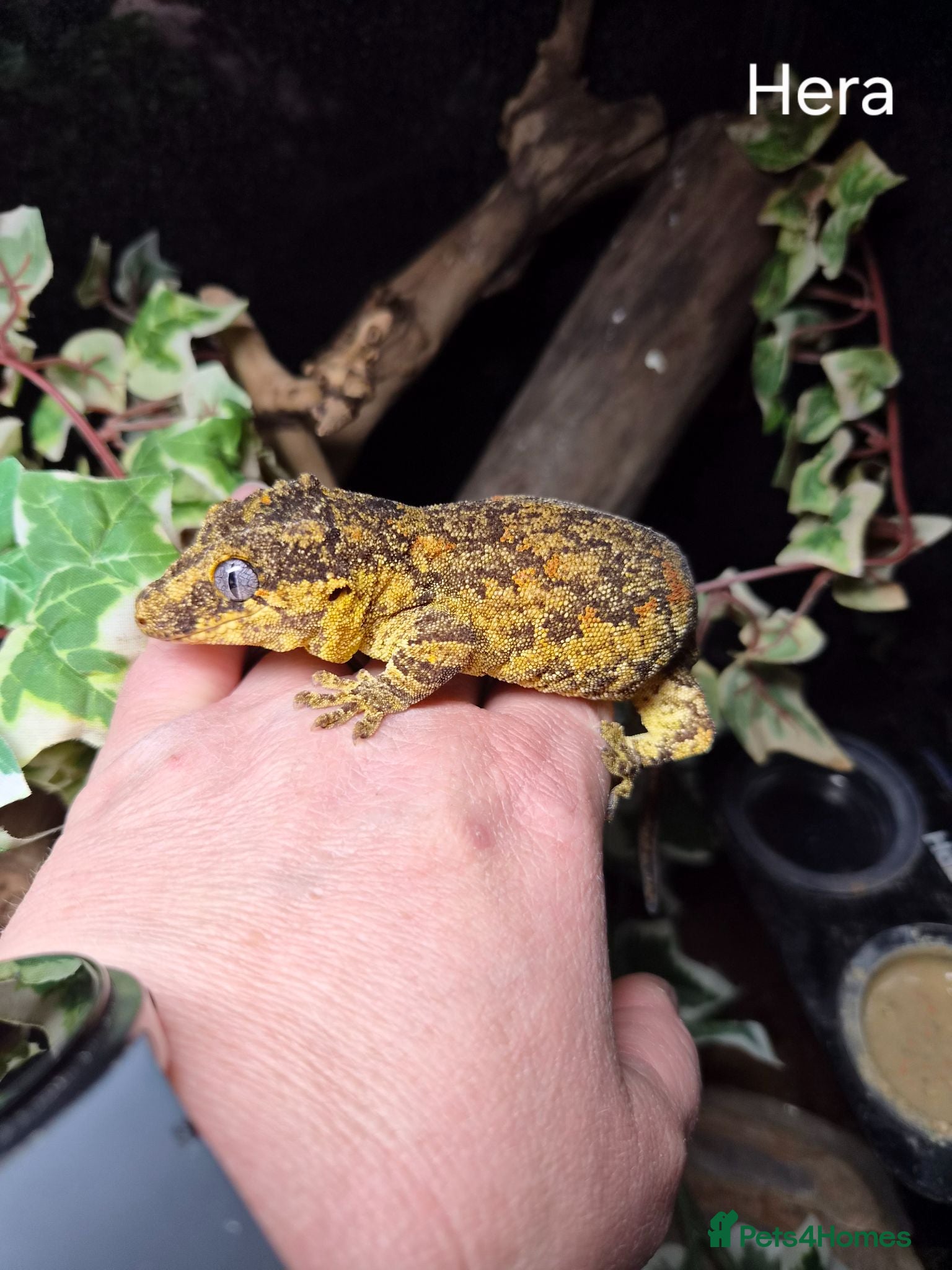 Mixed Breed reptiles Reptile collection for sale - Advert 1