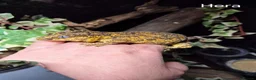 Mixed Breed reptiles for sale: Reptile collection up for sale - Advert 1