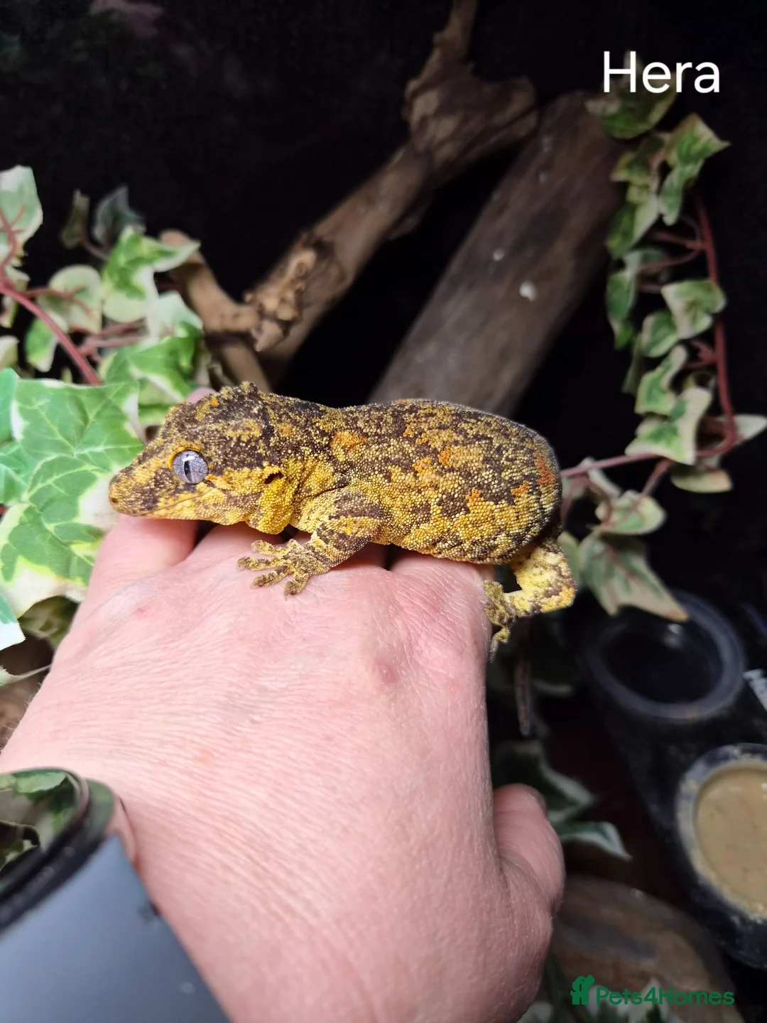 Mixed Breed reptiles for sale: Reptile collection up for sale - Advert 1