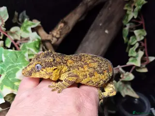 Mixed Breed reptiles for sale: Reptile collection up for sale - Advert 1