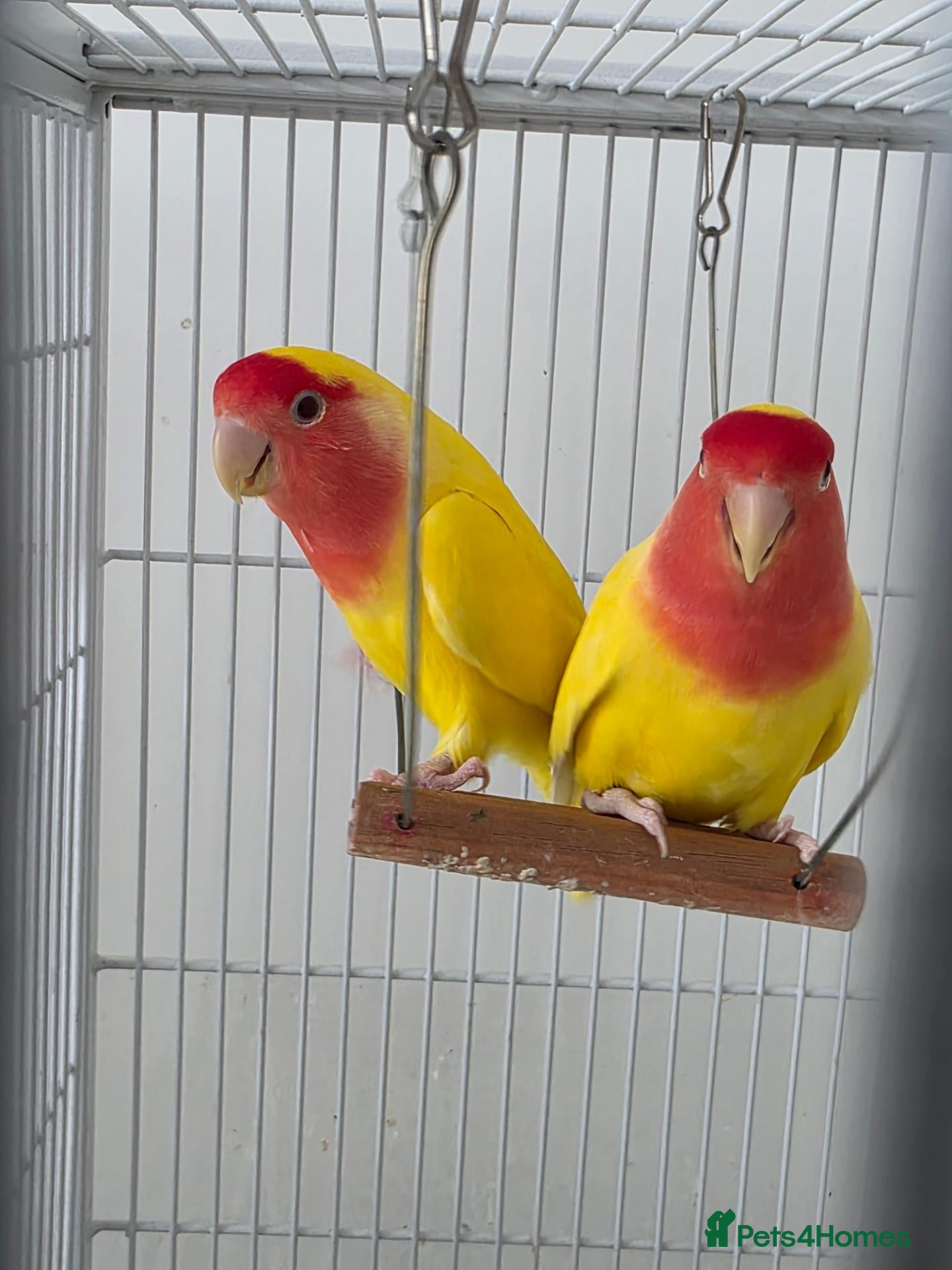Lovebirds birds Lovebird Breeding Setup - Chicks, Eggs & Cages - Advert 1
