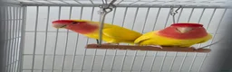 Lovebirds birds for sale: Lovebird Breeding Setup - Chicks, Eggs & Cages - Advert 1
